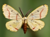 Phoenicocampa terinata